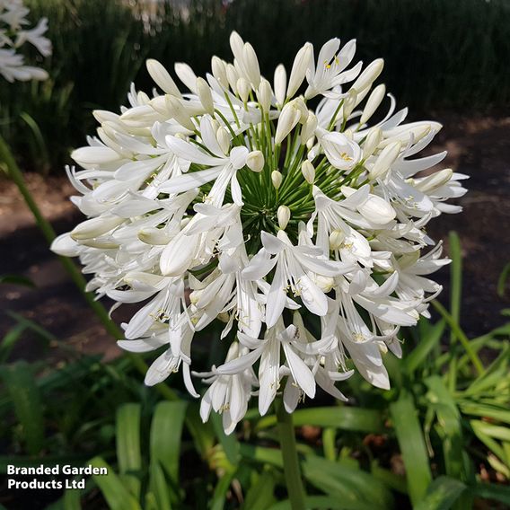 Agapanthus 'Arctic Star'