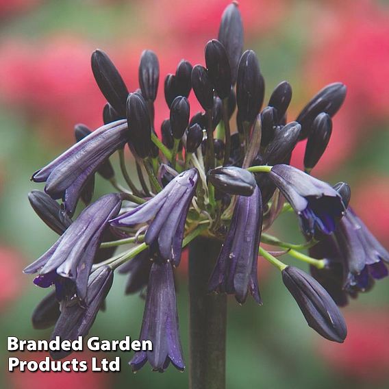 Agapanthus 'Black Magic'