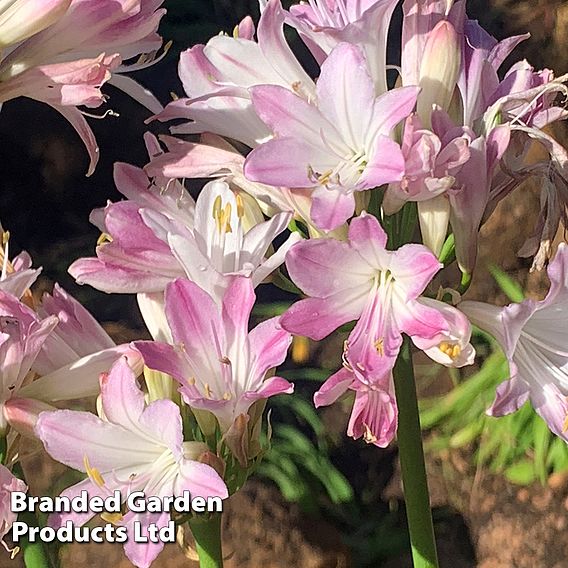 Agapanthus 'Blush Pink'