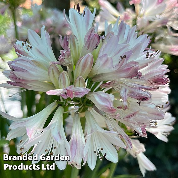 Agapanthus 'Blush Pink'