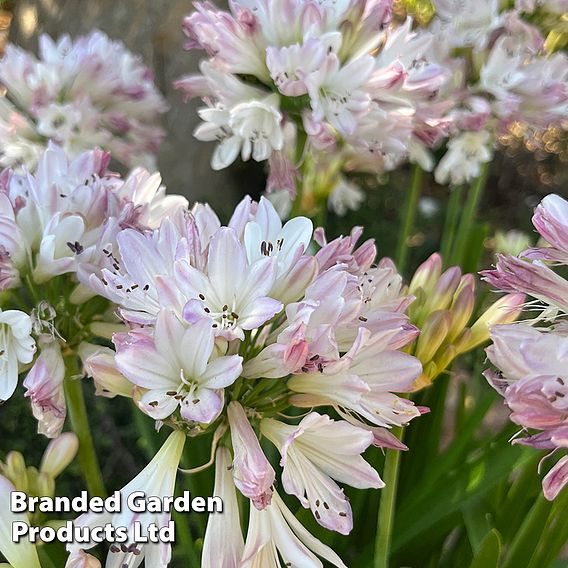 Agapanthus 'Blush Pink'