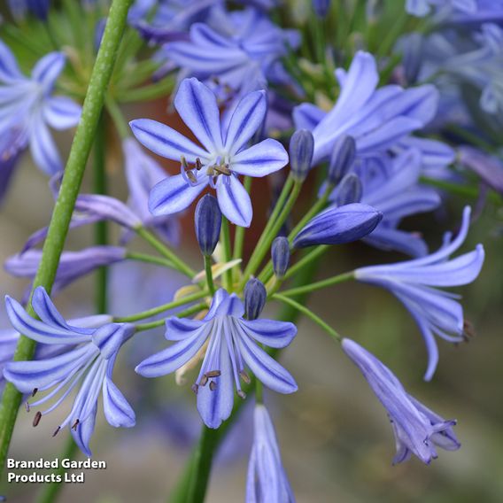 Agapanthus 'Charlotte'