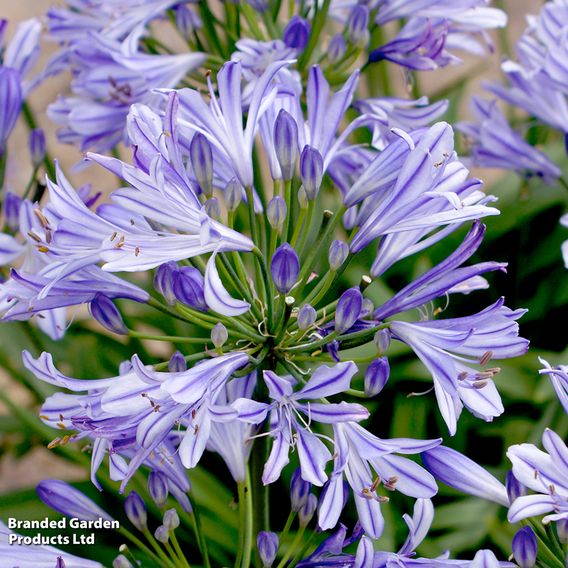 Agapanthus 'Charlotte'