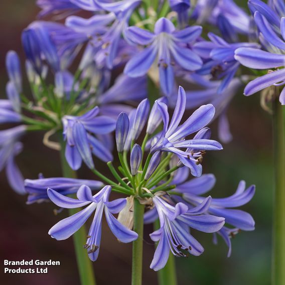 Agapanthus 'Charlotte'