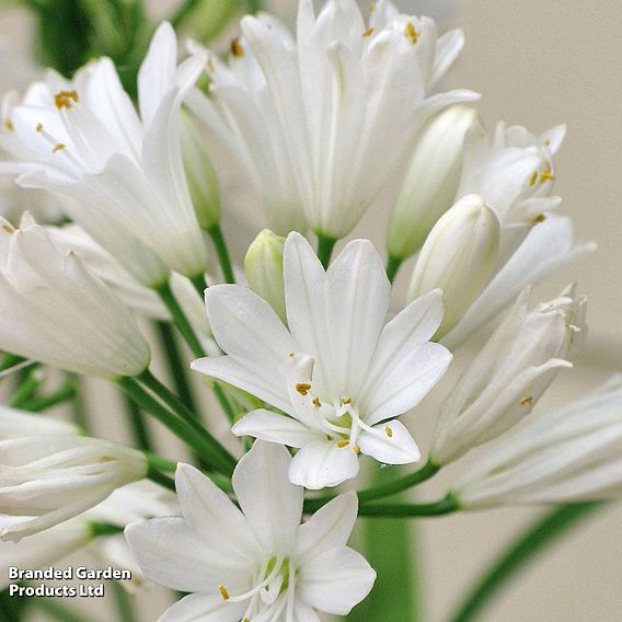 Agapanthus 'Double Diamond'