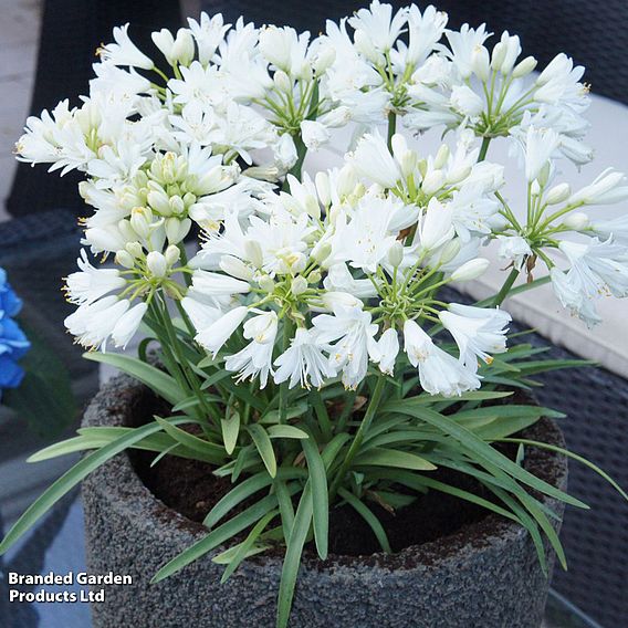 Agapanthus 'Double Diamond'