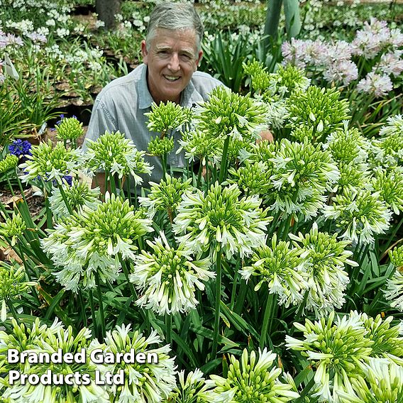 Agapanthus 'Emerald Ice'