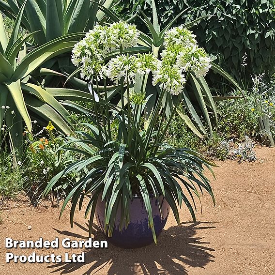 Agapanthus 'Emerald Ice'