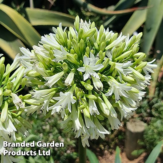 Agapanthus 'Emerald Ice'