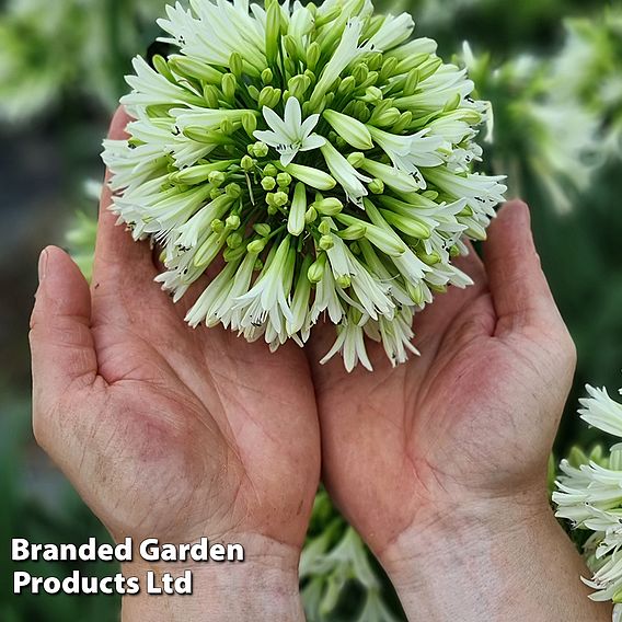 Agapanthus 'Emerald Ice'