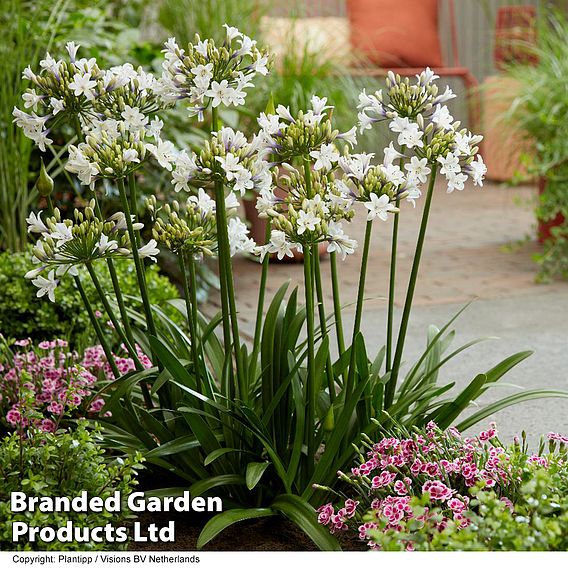 Agapanthus 'Ever Sparkle'