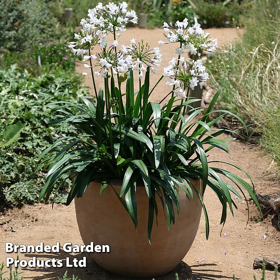 Agapanthus 'Ever Sparkle'