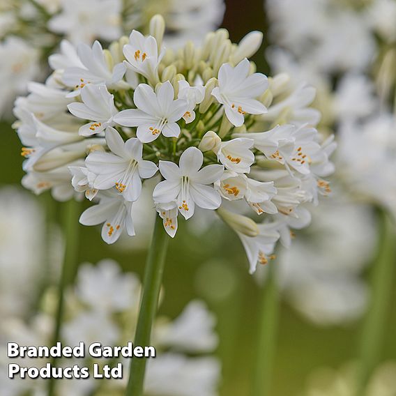 Agapanthus 'Ever White'