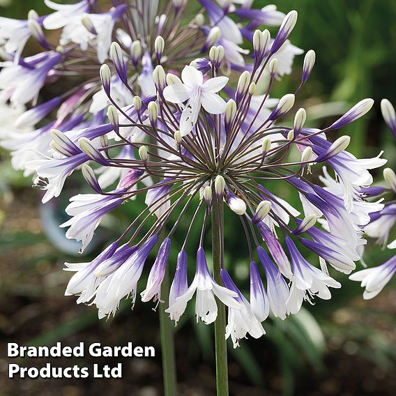 Agapanthus 'Fireworks'