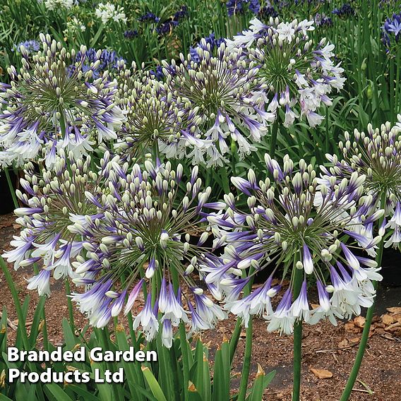 Agapanthus 'Fireworks'