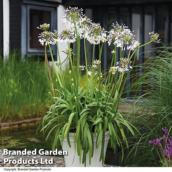 Agapanthus Patio Pot Duo