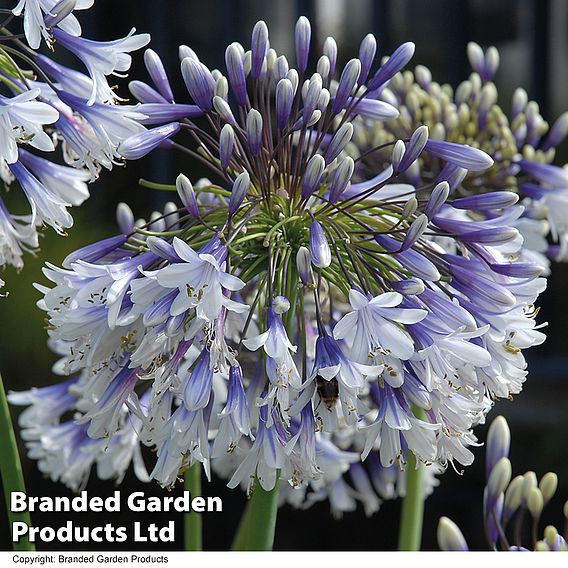 Agapanthus 'Fireworks'