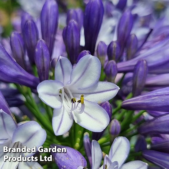 Agapanthus 'Midnight Moon'