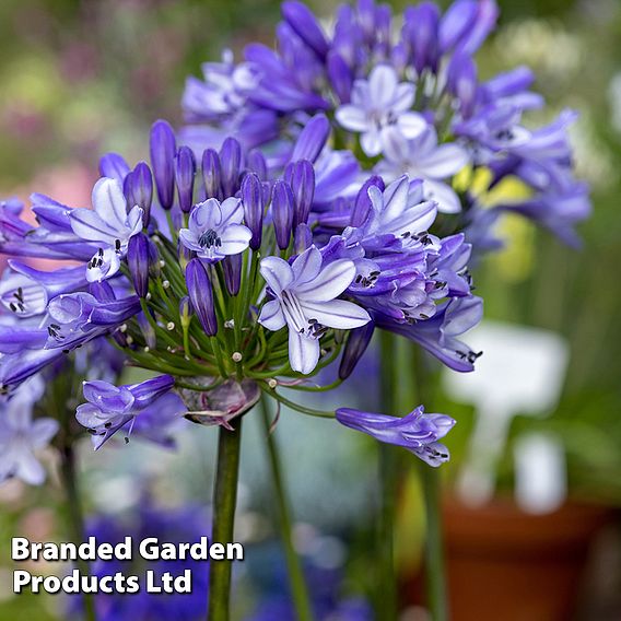 Agapanthus 'Midnight Moon'