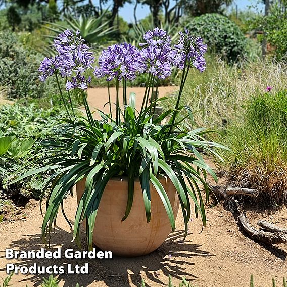 Agapanthus 'Midnight Moon'