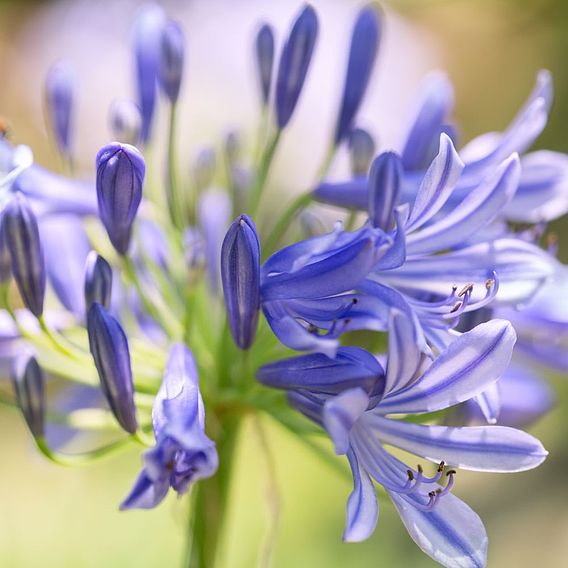 Agapanthus africanus 'Pitchoune Blue'