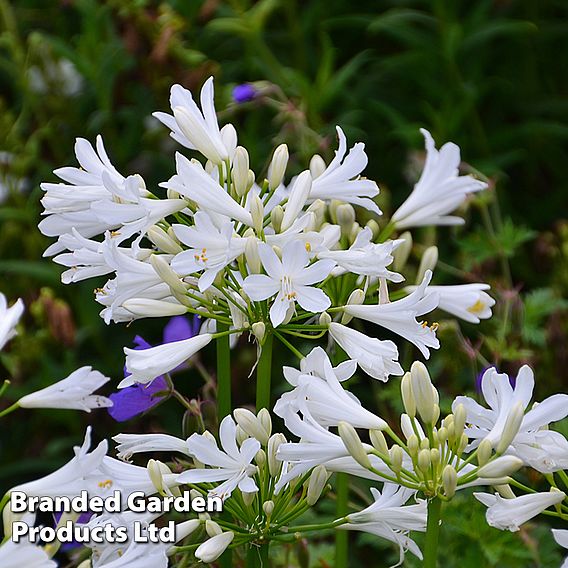 Agapanthus africanus 'Pitchoune White'