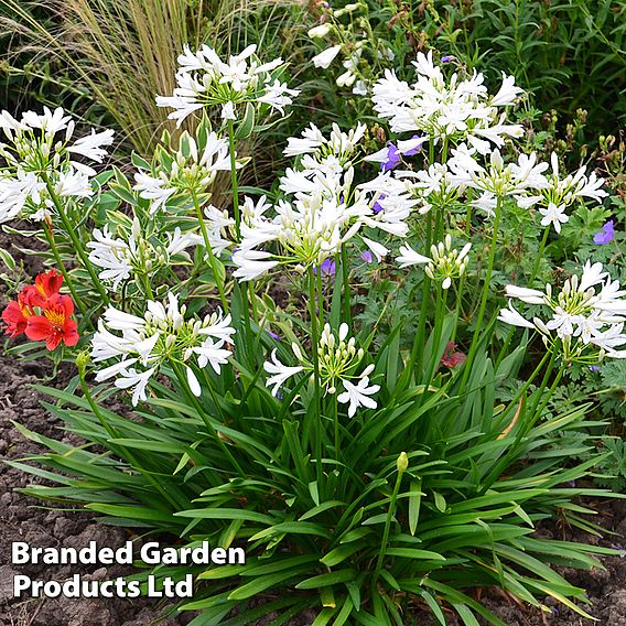 Agapanthus africanus 'Pitchoune White'