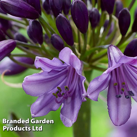 Agapanthus Patio Pot Duo