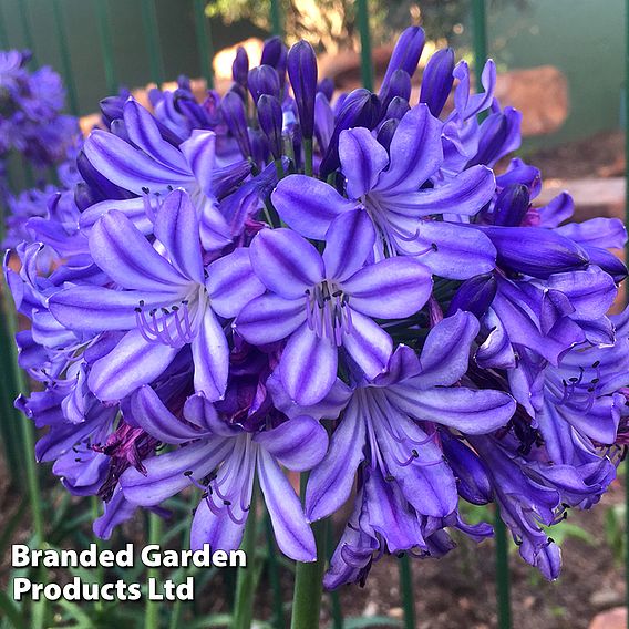 Agapanthus 'Poppin' Star'