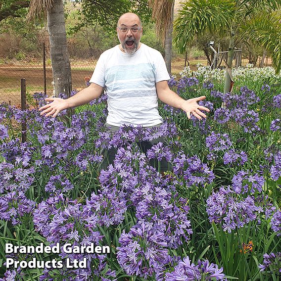 Agapanthus 'Poppin' Star'