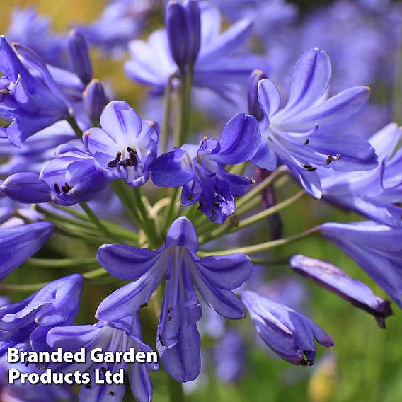 Agapanthus 'Seastorm'