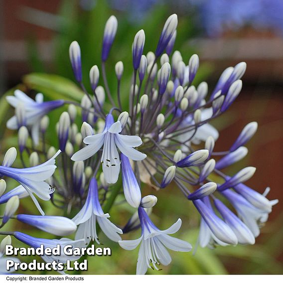 Agapanthus africanus 'Twister'