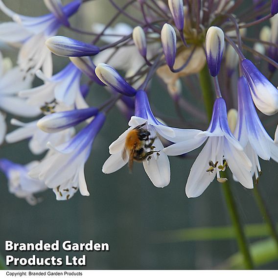 Agapanthus africanus 'Twister'