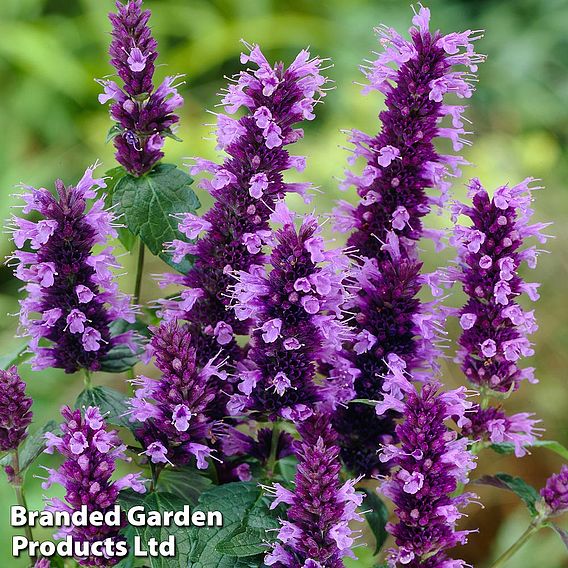 Agastache Little Adder