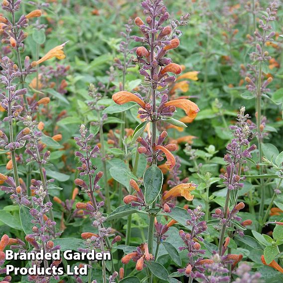 Agastache aurantiaca 'Apricot Sprite'