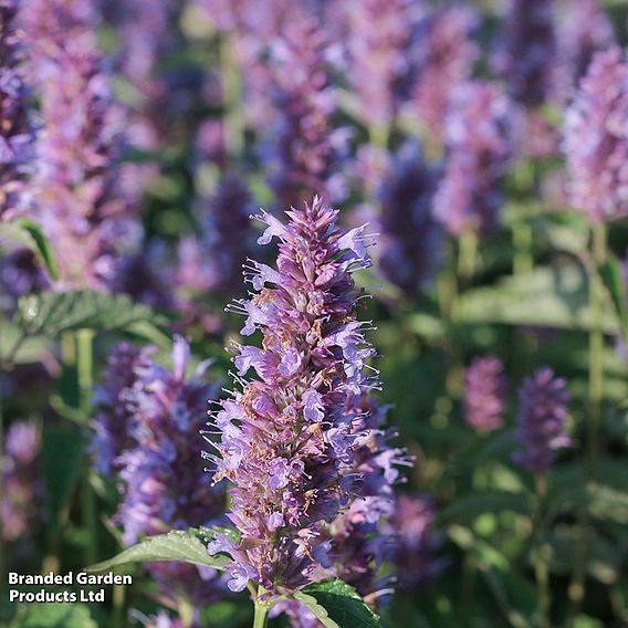 Agastache 'Beelicious Purple'