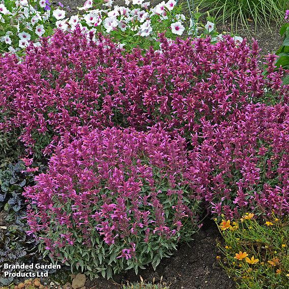 Agastache rupestris 'Rosie Posie'