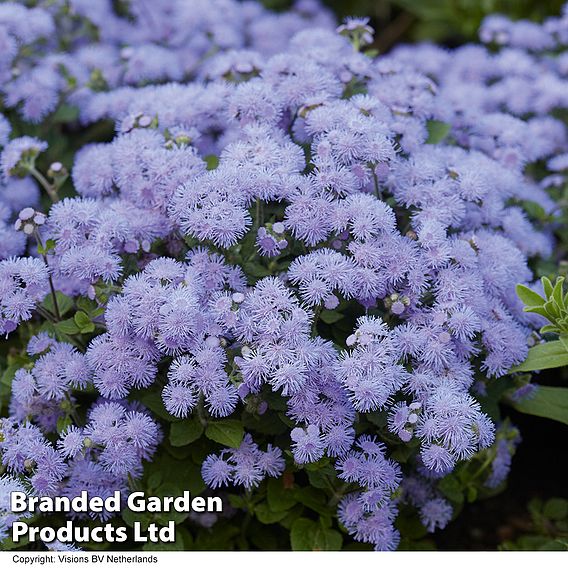 Ageratum houstonianum 'Blue Danube'