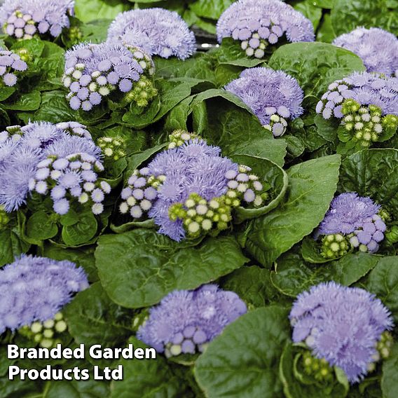 Ageratum houstonianum 'Blue Danube'