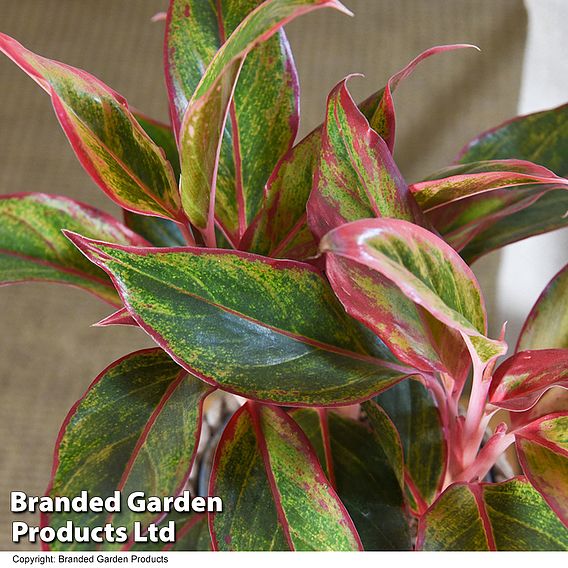 Aglaonema 'Crete'