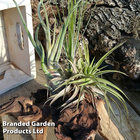 Air Plant on Bog Wood