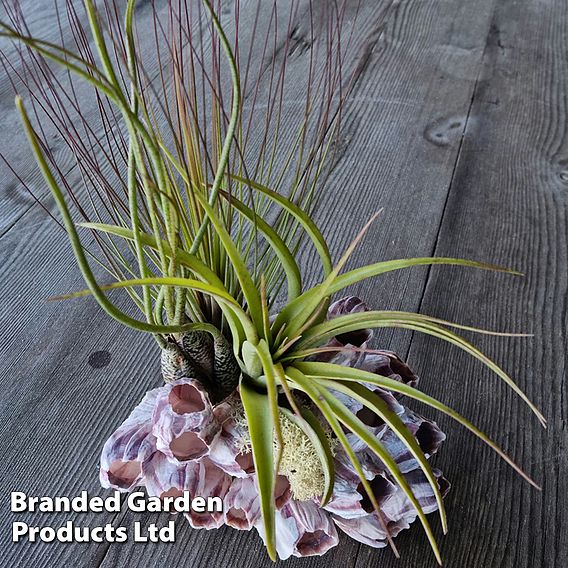 Air Plant Medium Barnacle