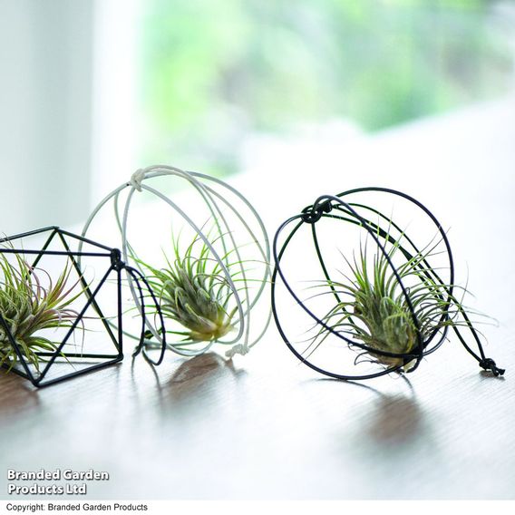 Hanging Air Plant (Tillandsia)