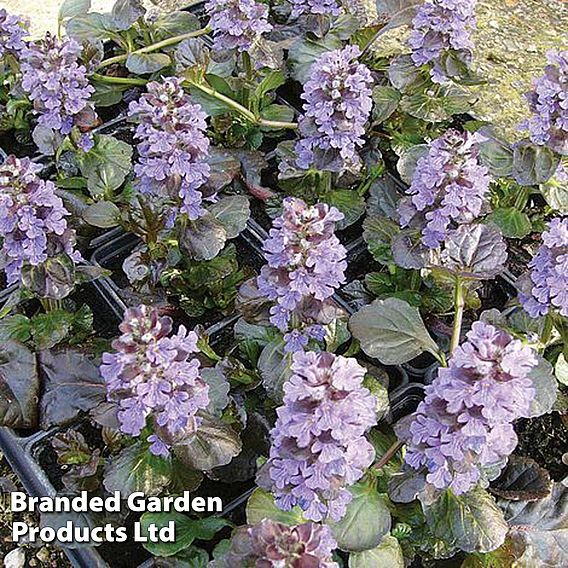 Ajuga reptans 'Black Scallop'