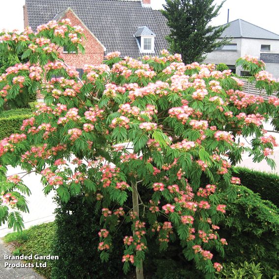 Albizia julibrissin 'Tropical Dream'