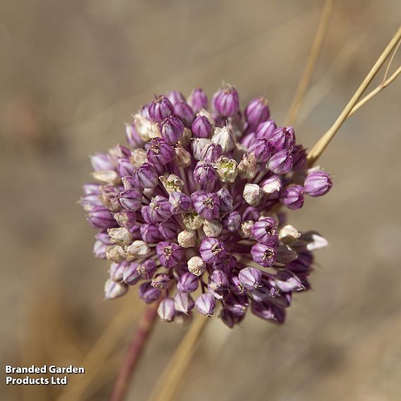 Allium Mix