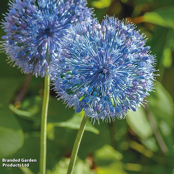 Allium caeruleum