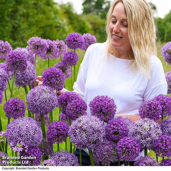 Allium Cut Flower Collection