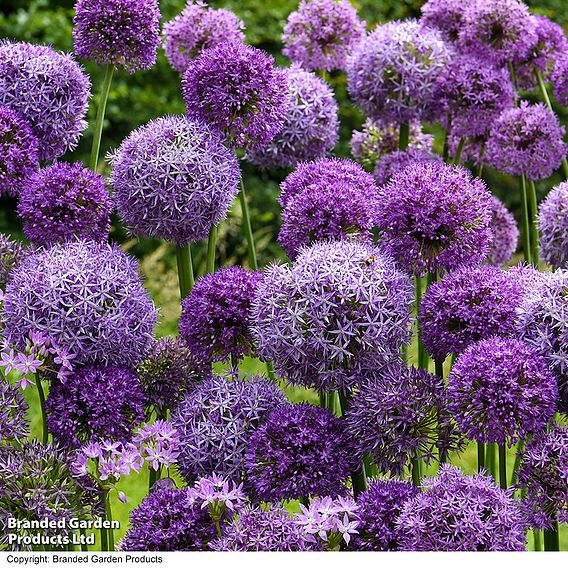 Allium Cut Flower Collection