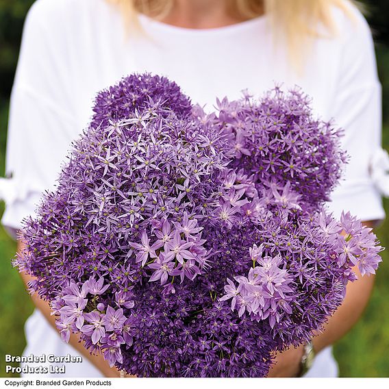 Allium Cut Flower Collection